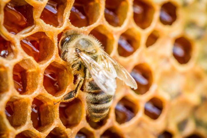 miel abeille